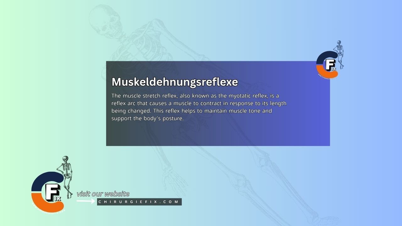 Muscle Stretch Reflex