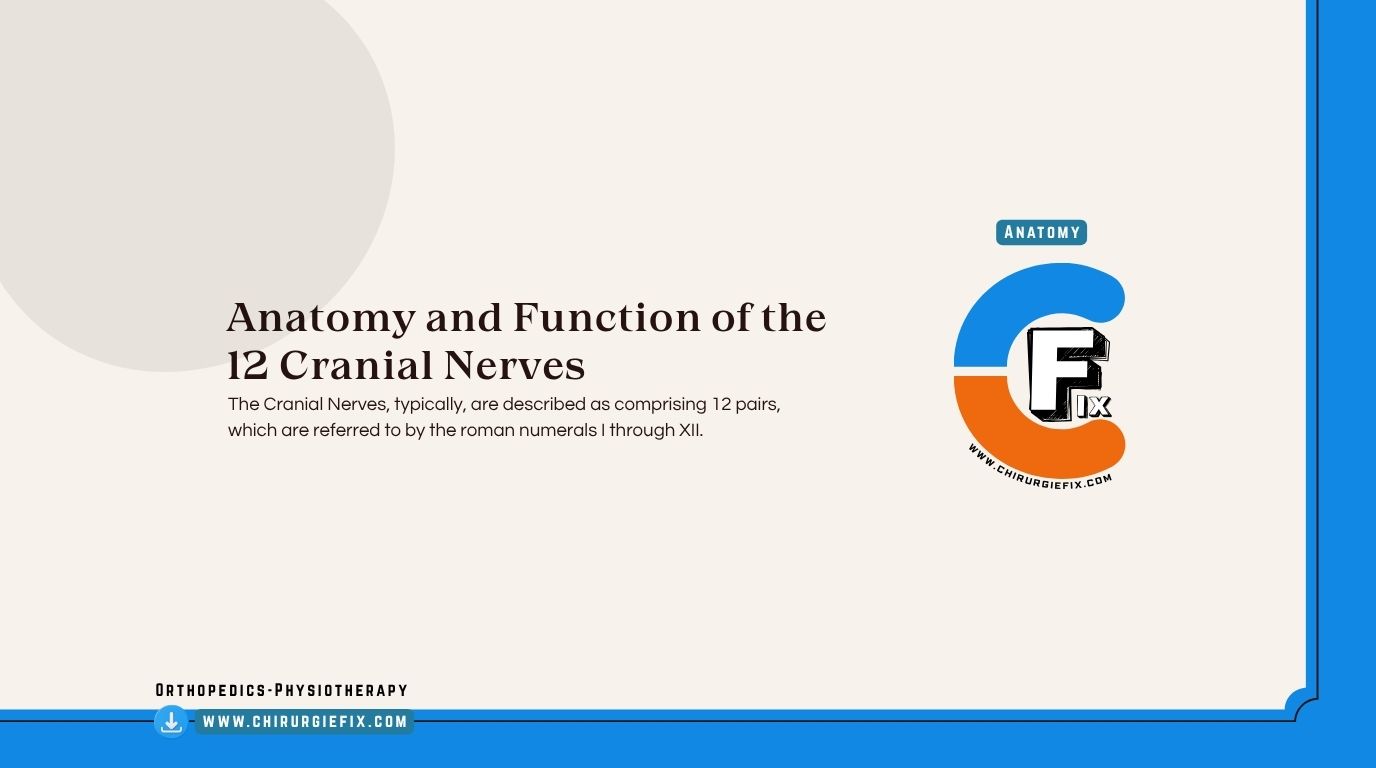 Cranial Nerves