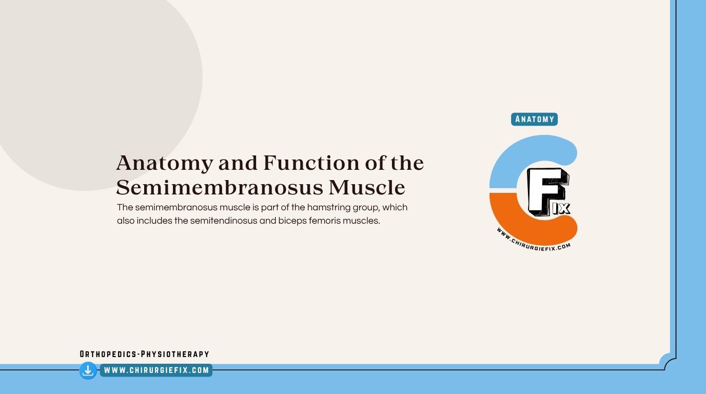 Semimembranosus