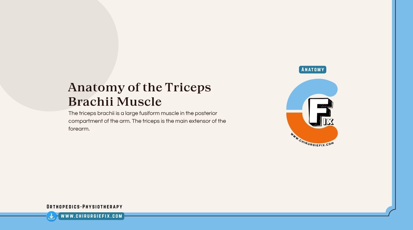 Triceps Brachii