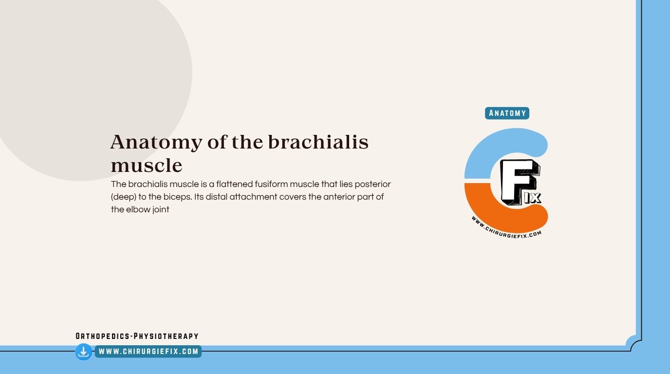Brachialis Muscle