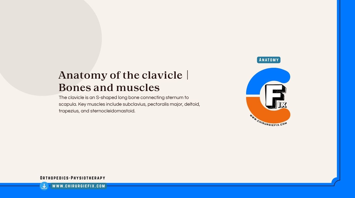 Clavicle Anatomy