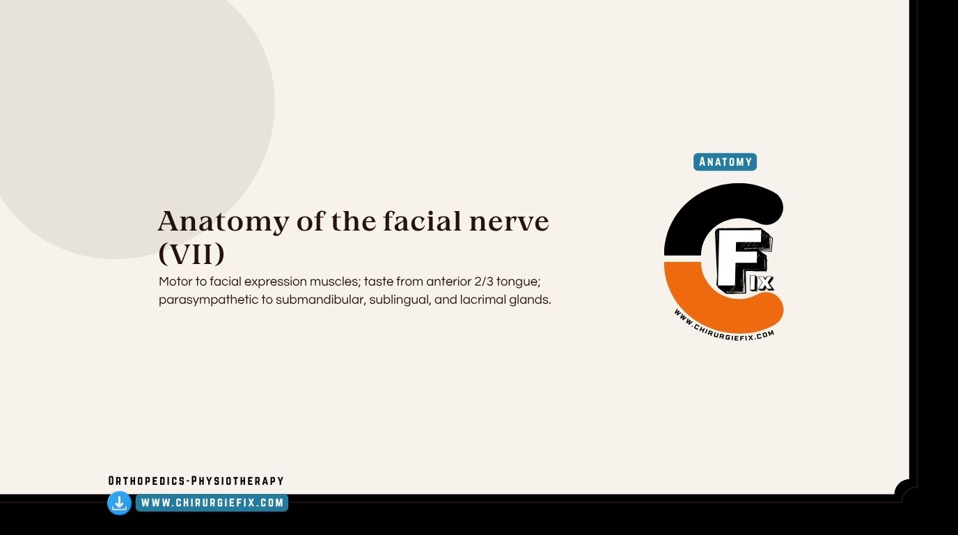 Facial Nerve Anatomy