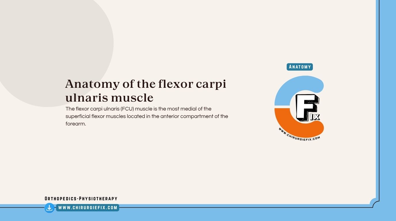 Flexor Carpi Ulnaris