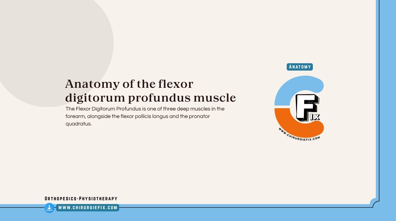 Flexor Digitorum Profundus