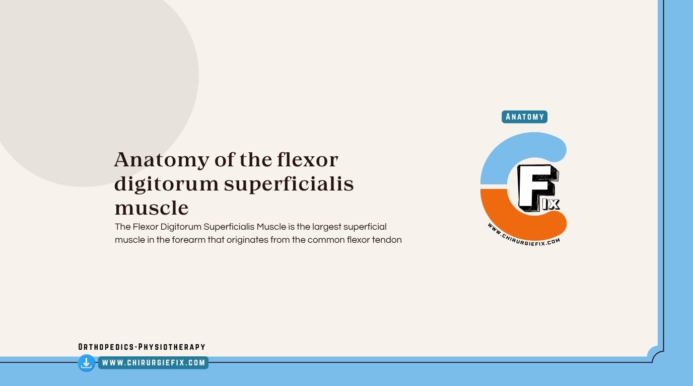 Flexor Digitorum Superficialis