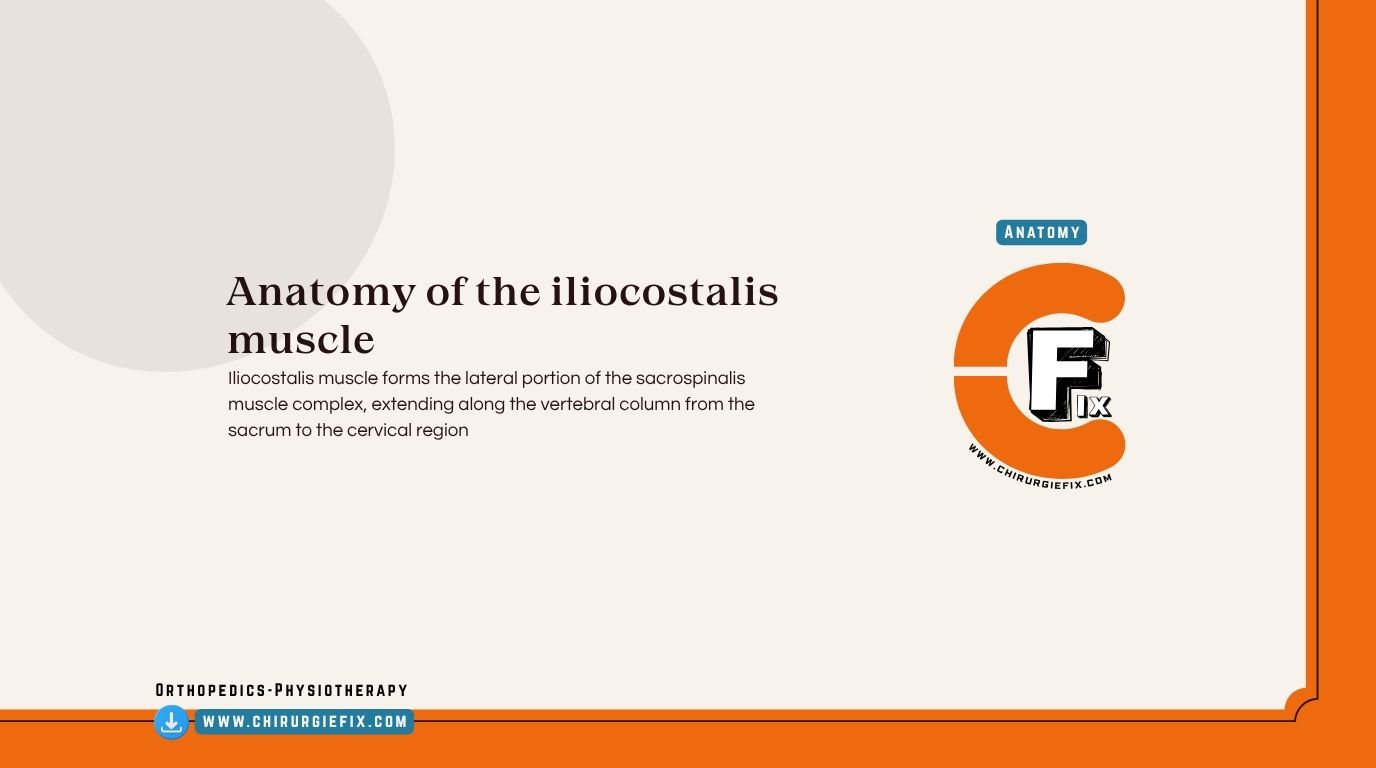Iliocostalis Muscle