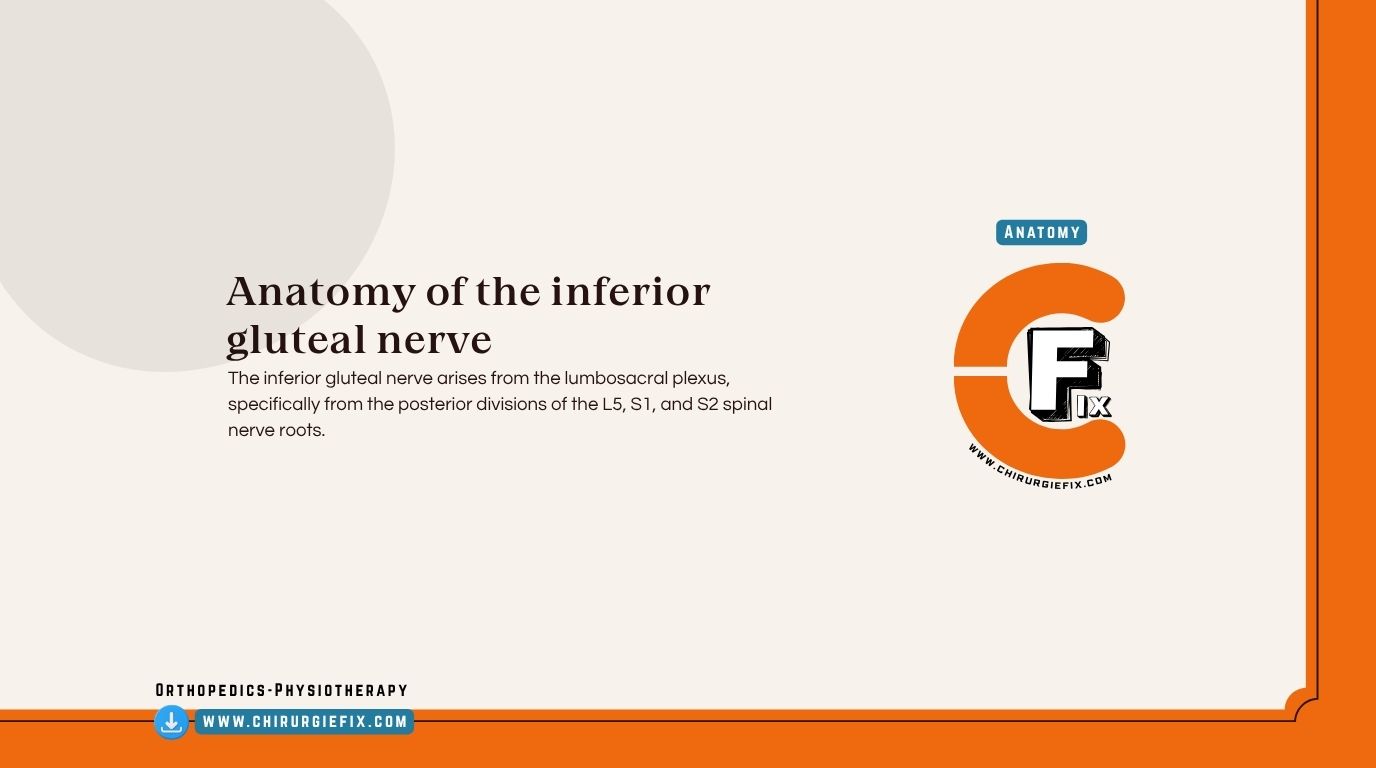 Inferior Gluteal Nerve