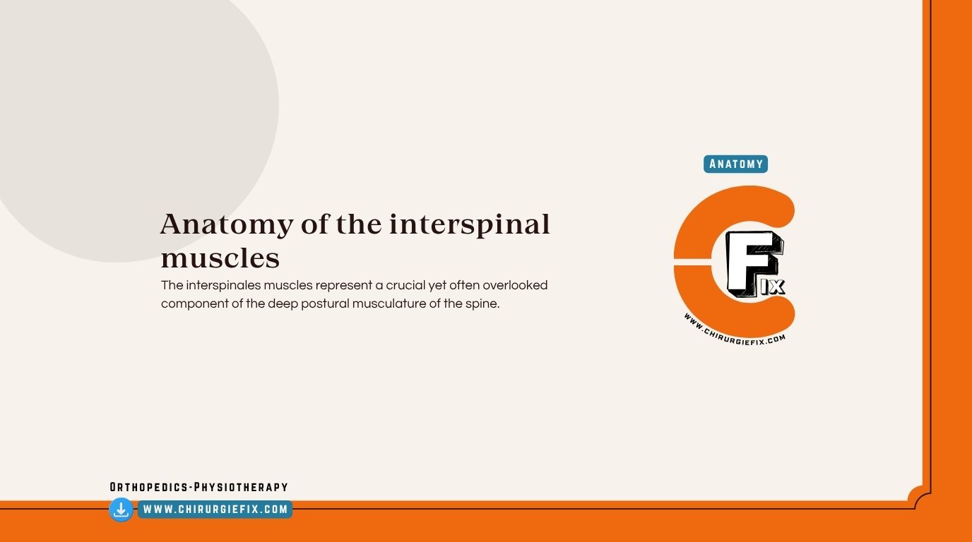 Interspinales