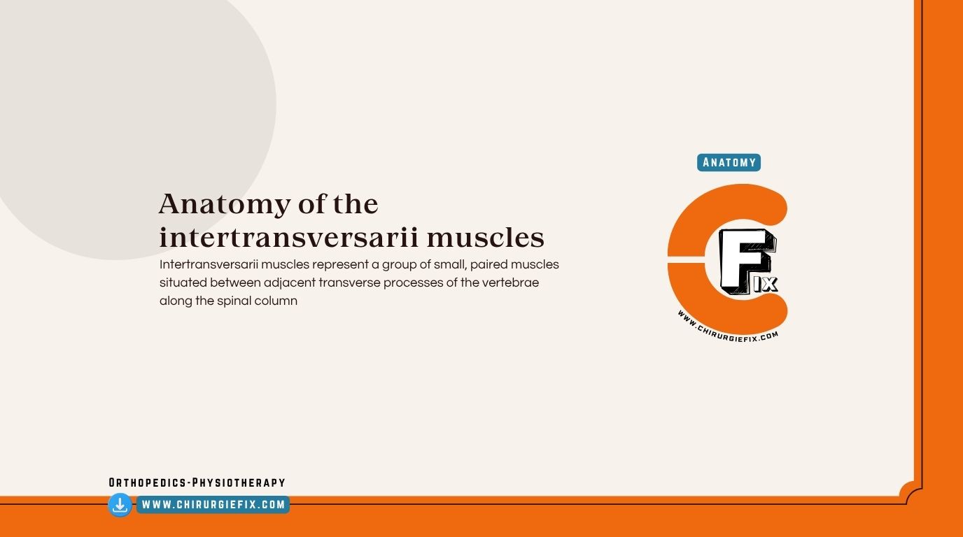 Intertransversarii Muscles