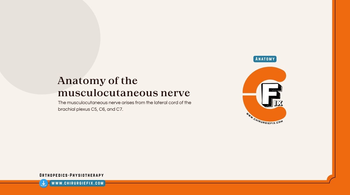 Musculocutaneous Nerve
