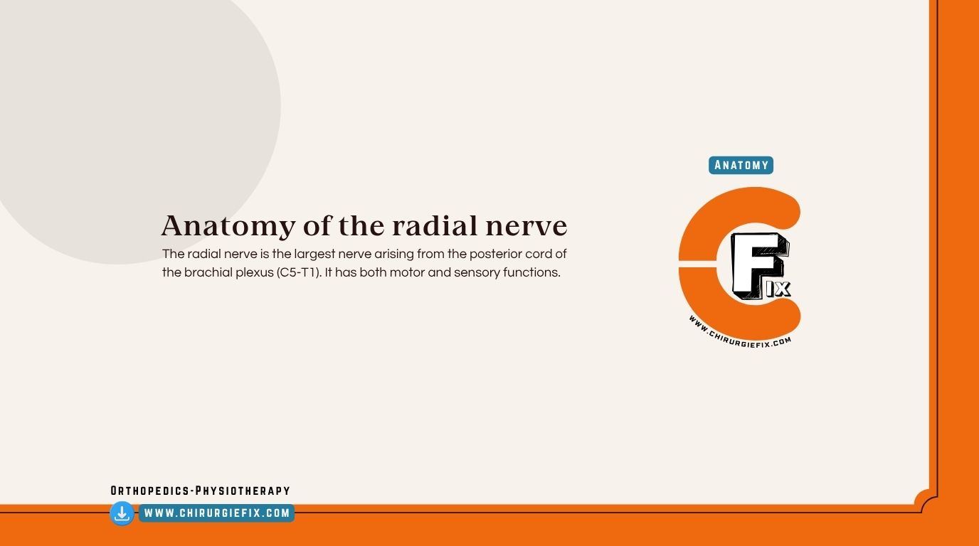 Radial Nerve