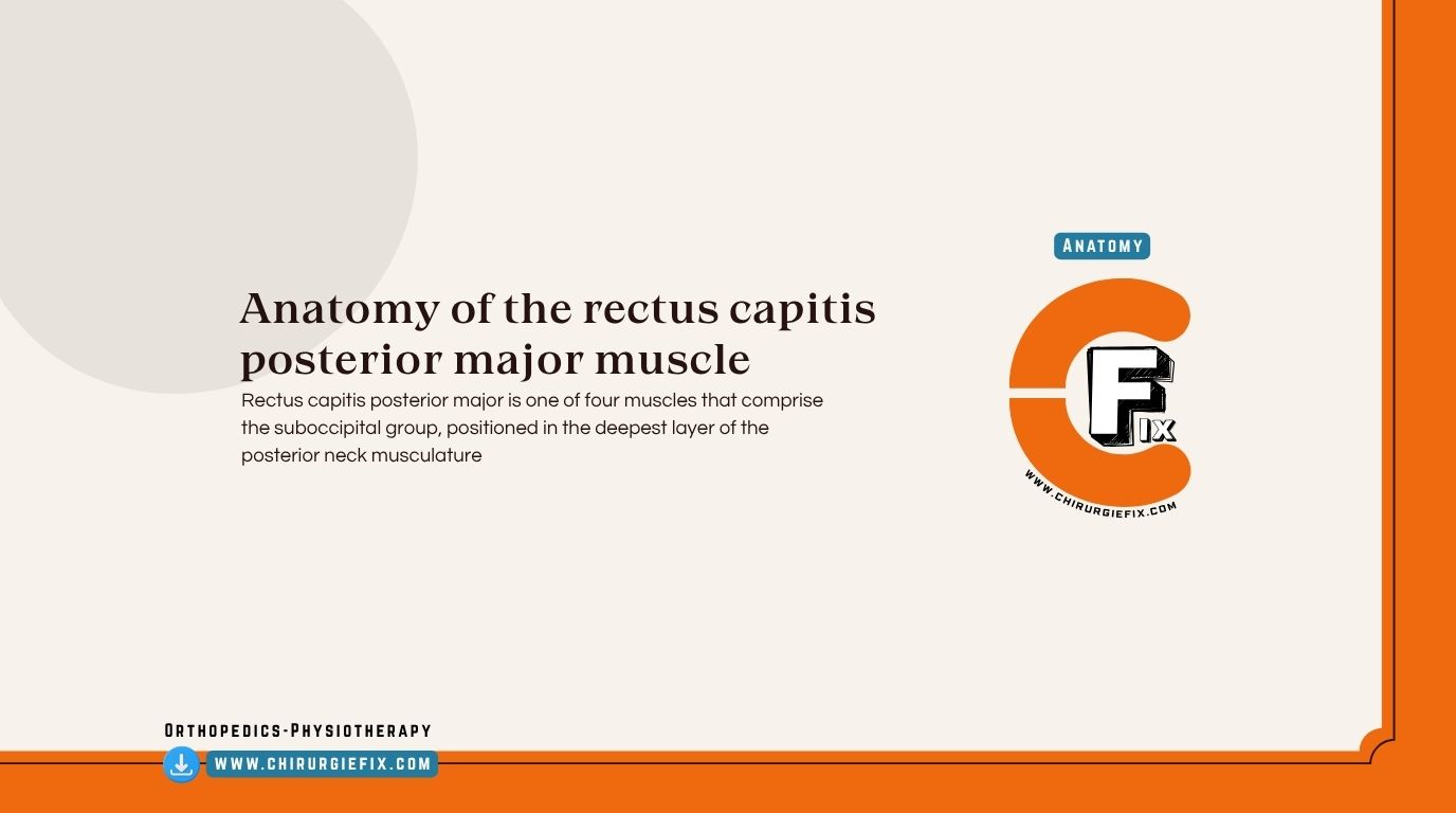 Rectus Capitis Posterior Major