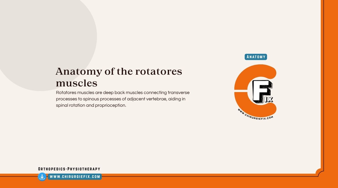 Rotatores Muscles