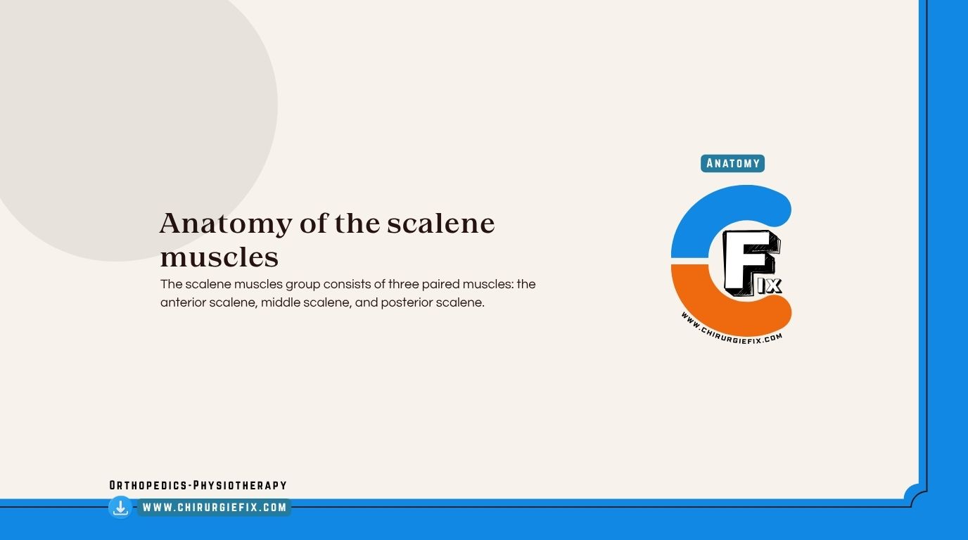 Scalene Muscles
