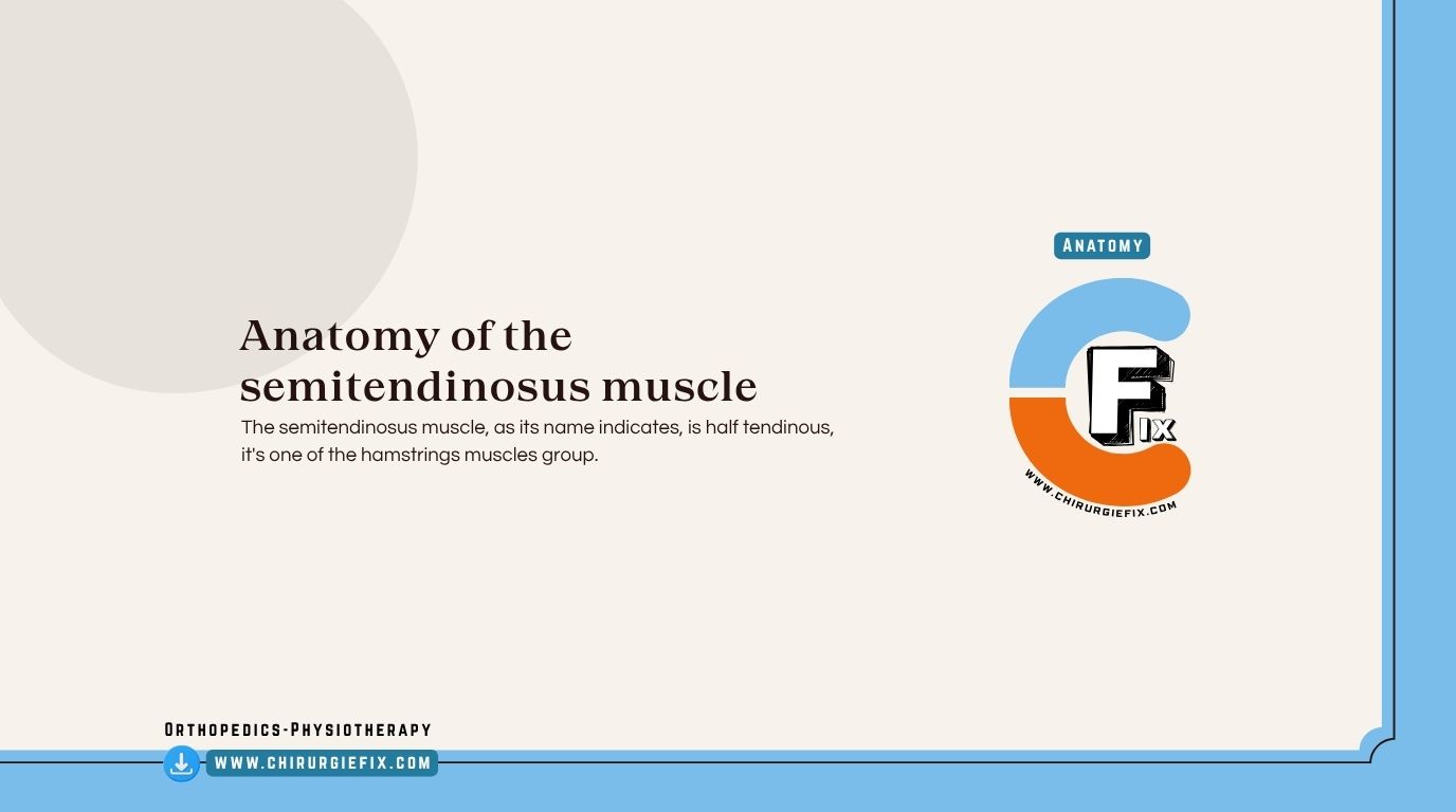 Semitendinosus Muscle