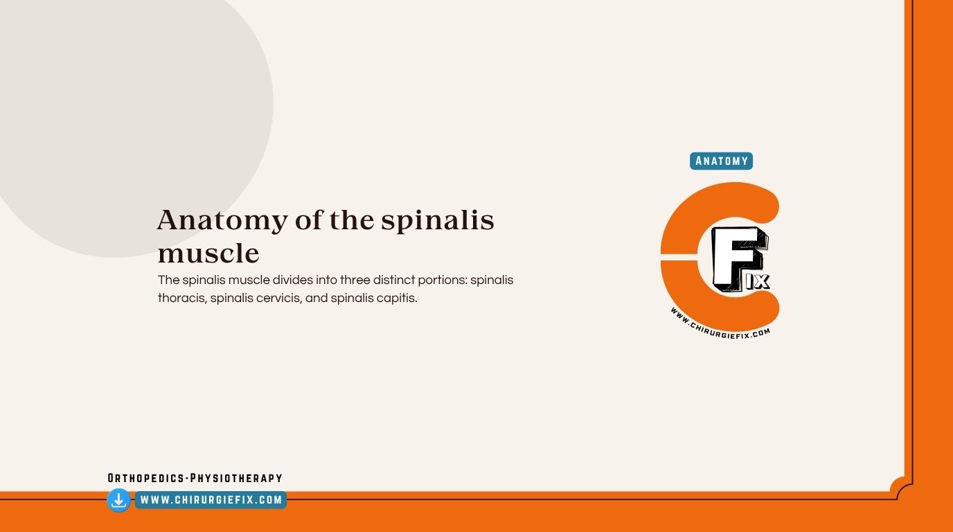 Spinalis Muscle