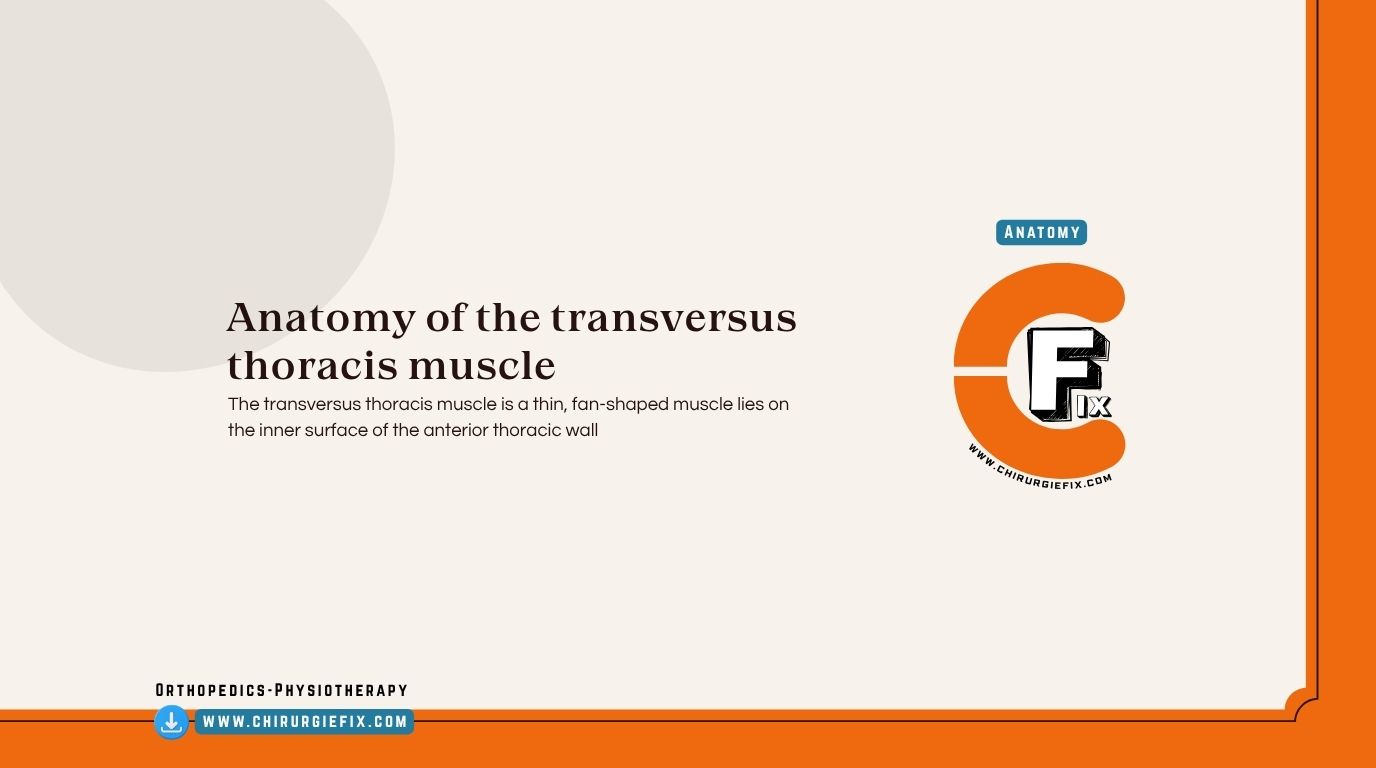 Transversus Thoracis