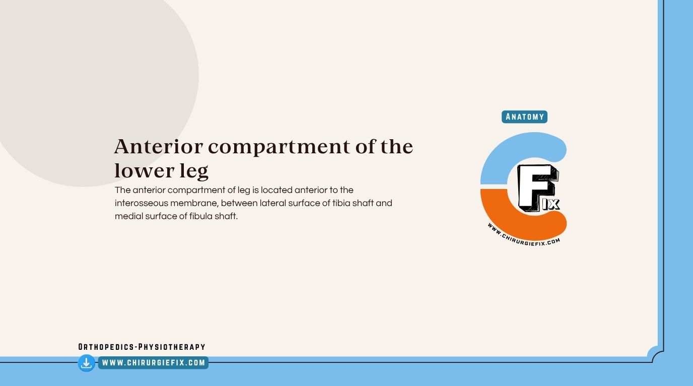 Anterior Compartment of Leg