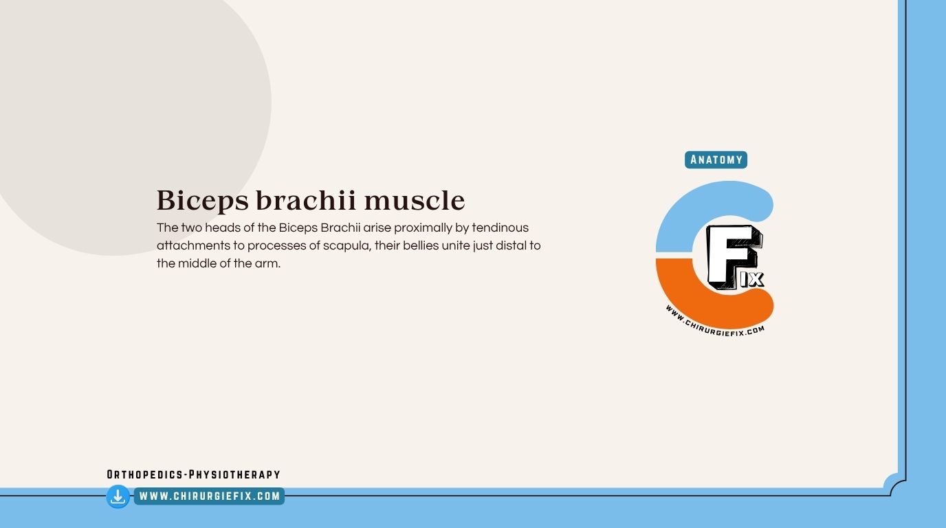 Biceps Brachii