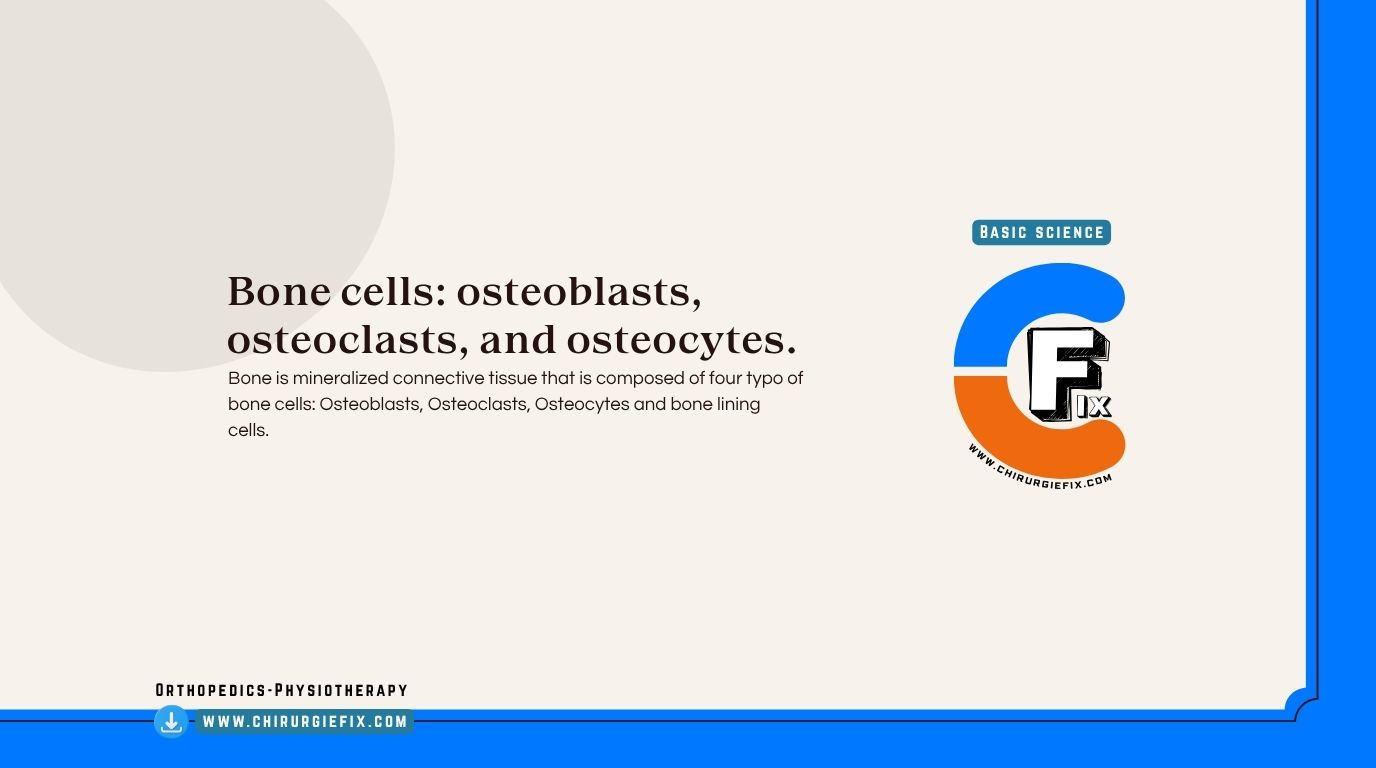 Bone Cells