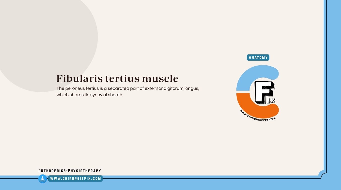 Peroneus Tertius