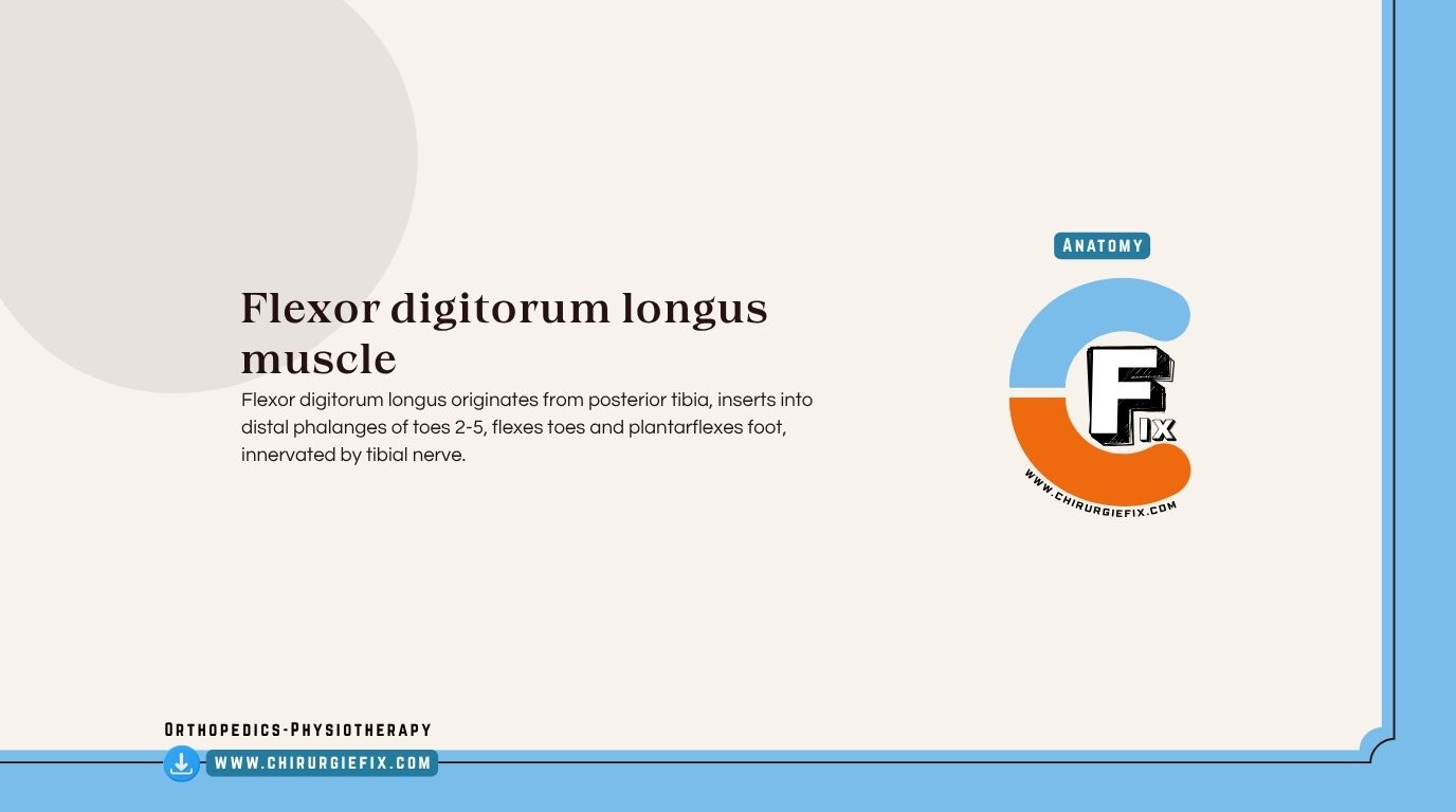 Flexor Digitorum Longus