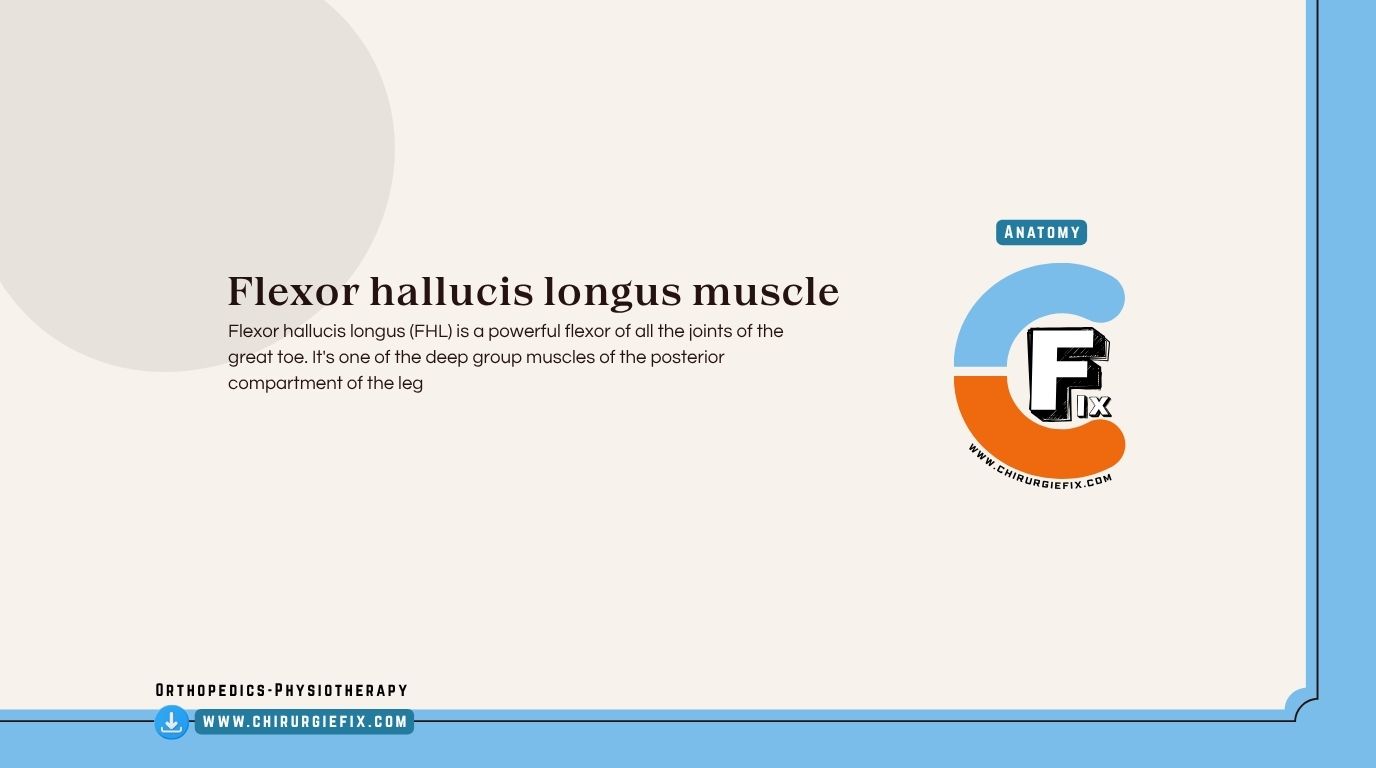 Flexor Hallucis Longus