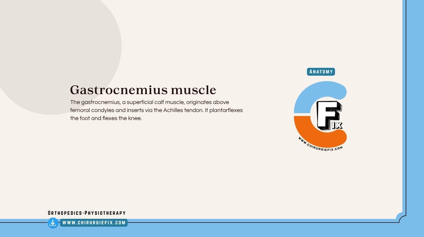 Gastrocnemius Muscle