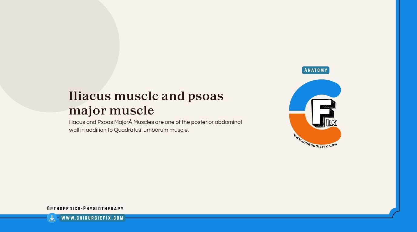 iliacus and psoas major