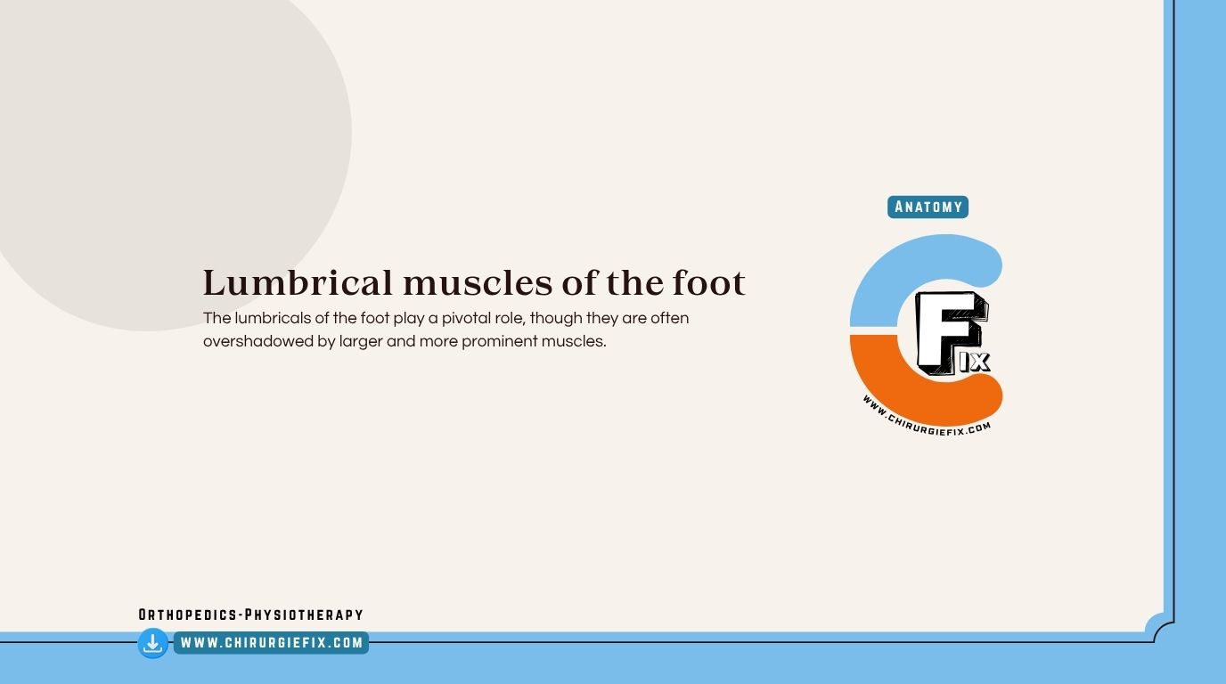 Lumbricals of the foot