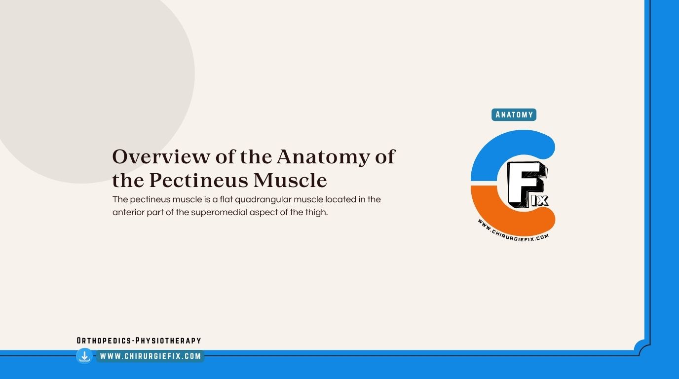Pectineus Muscle