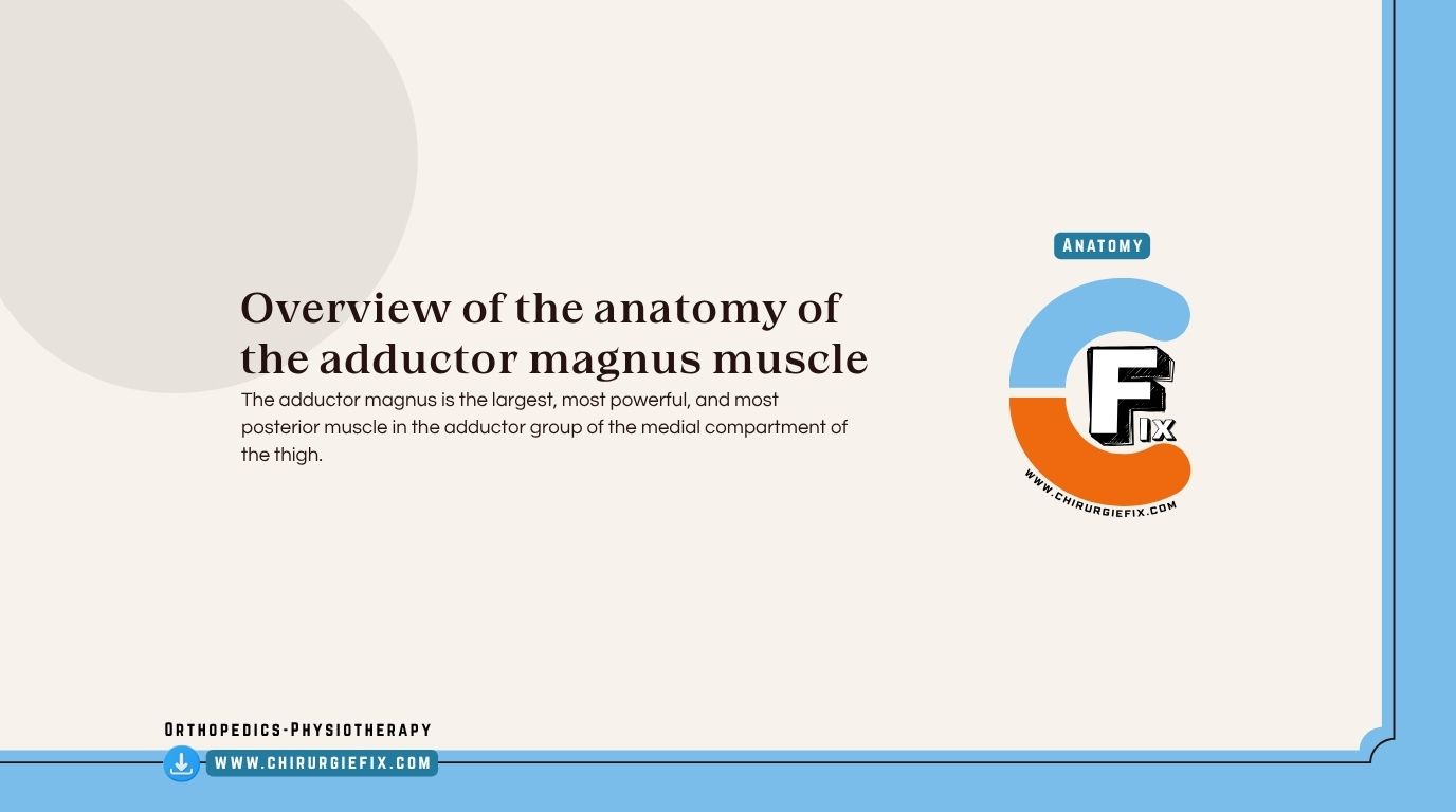 Adductor Magnus