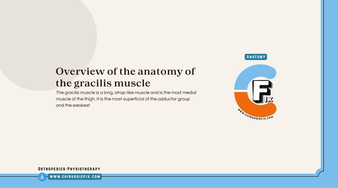 Gracilis Muscle