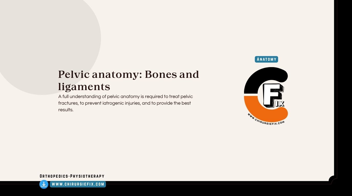 pelvic anatomy