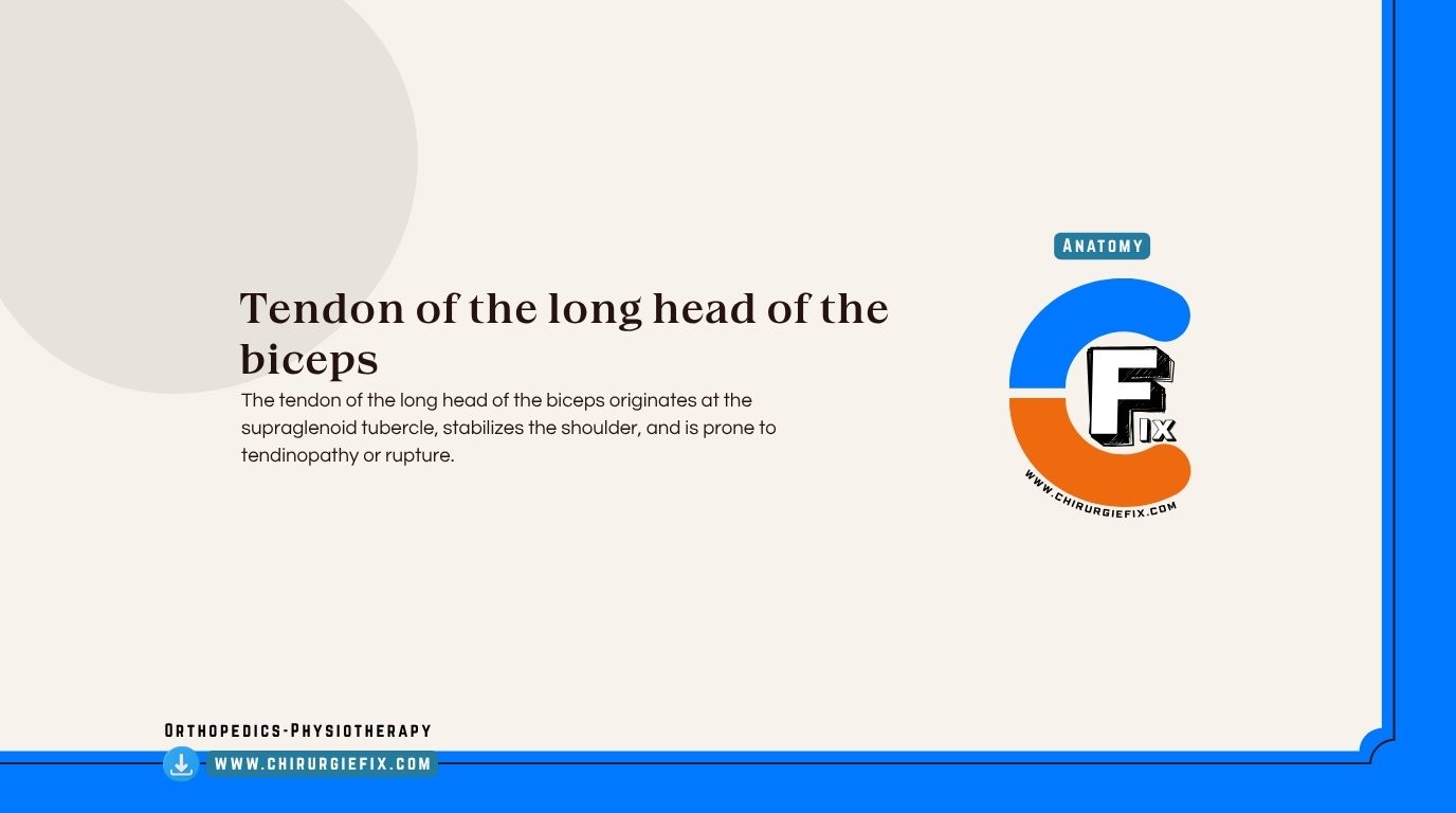 Long Head of Biceps Tendon