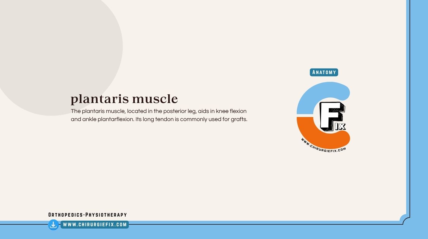 plantaris muscle