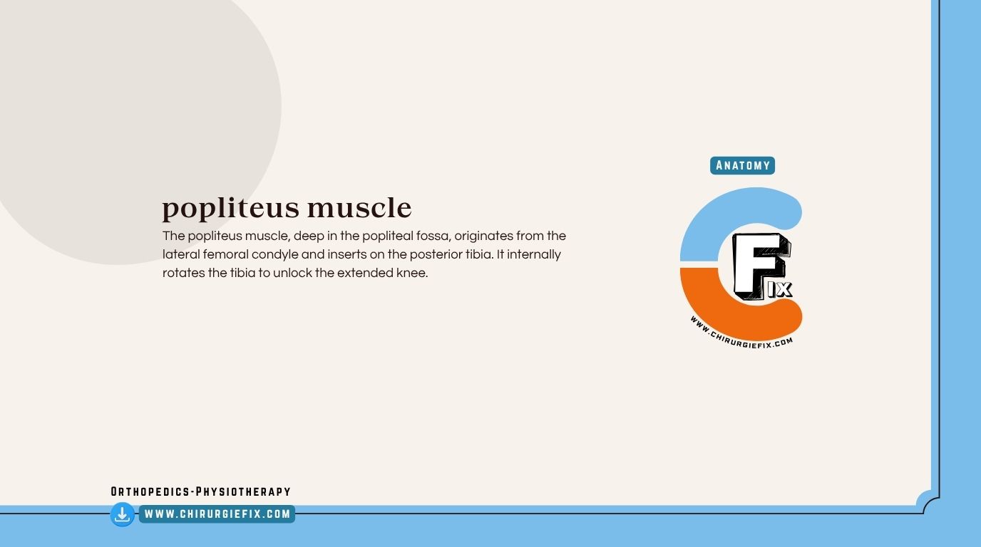 Popliteus Muscle